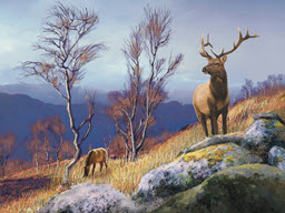 Elk Country