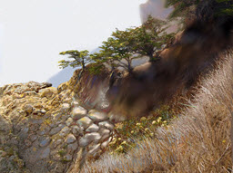 View from Julia Pfeiffer Burns Estate, Big Sur, CA