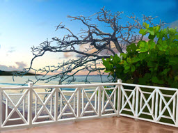 Enjoying the Jamaican Morning