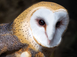 Barn Owl