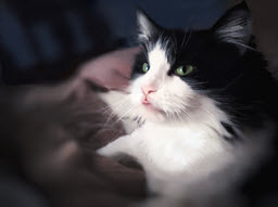 That's Our Cat Chloe