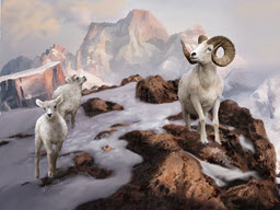 Mountain Sheep